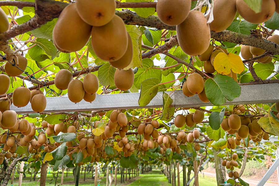 ニュージーランド“キウイの聖地”は壮観【写真：Hint-Pot編集部】