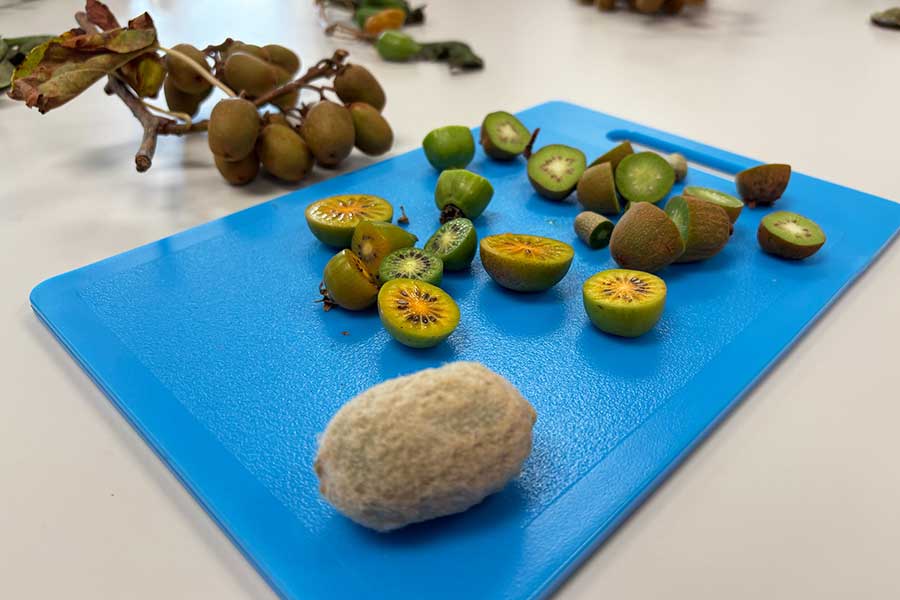 キウイフルーツ・ブリーディングセンターでたくさんの品種を見せてもらった【写真:Hint-Pot編集部】