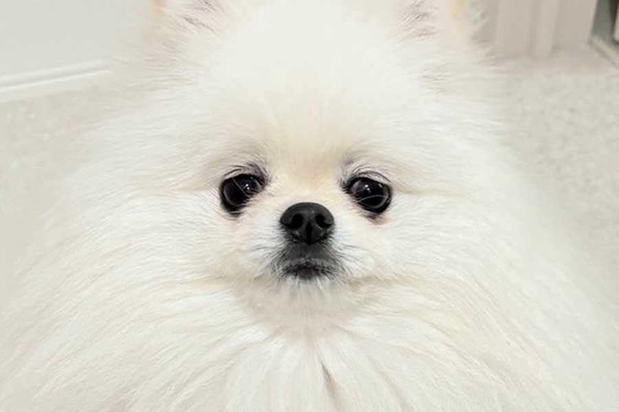 20250526_dog1_thumbnail_sns-1.jpg