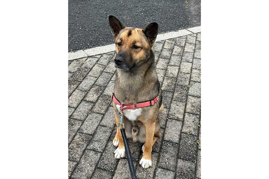 トイプードルに吠えられて、戸惑った表情を見せるばつ丸くん【写真提供：あや（@Biihyo）さん】