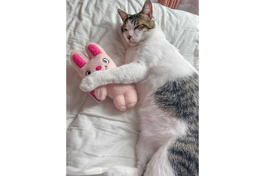 ウサギのぬいぐるみといっしょに横たわる花丸くん【写真提供：*ig*（@kaniikapanda）さん】