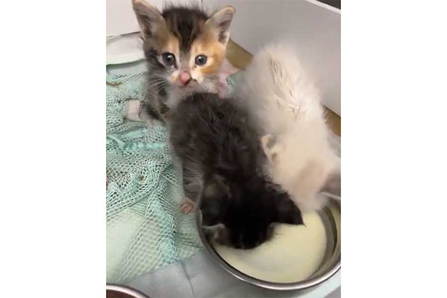保護後、夢中でミルクを飲む子ねこたち(画像はスクリーンショット)