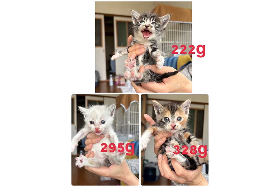 保護された3匹の子ねこたち【画像提供：れんげ（@8rjXhLaRHFwK9l2）さん】