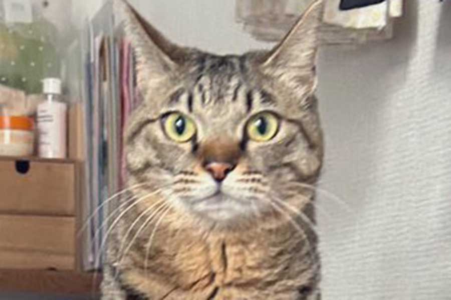 両手を支えられながら、真剣なまなざしでカメラを見つめるメルちゃん【写真提供:如月にーあ(@kisaragi_nier)さん】