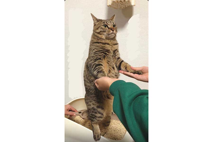 2人体勢でトイレを手伝わせる“お嬢様”なメルちゃん【写真提供:如月にーあ(@kisaragi_nier)さん】