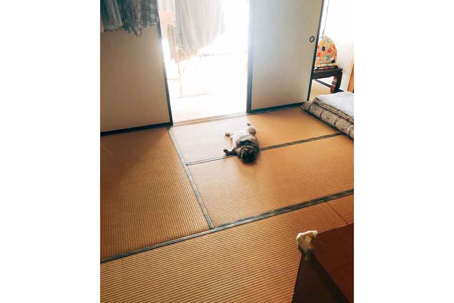 注目を集めた写真【写真提供:相澤いくえ(@aizawa_ikue)さん】