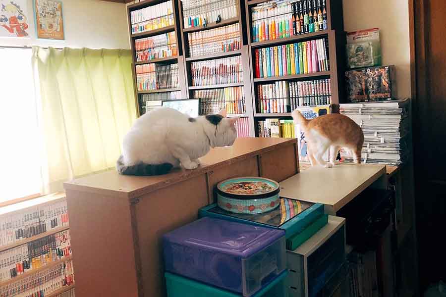 懐かしい実家で遊ぶねこたち【写真提供:相澤いくえ(@aizawa_ikue)さん】