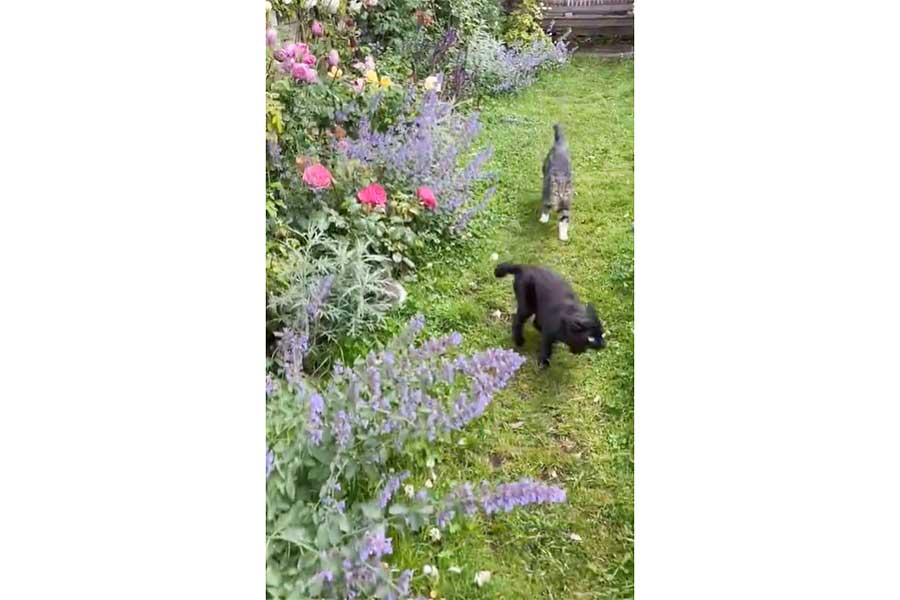 イギリスの庭で追いかけっこをするねこたち（画像はスクリーンショット）