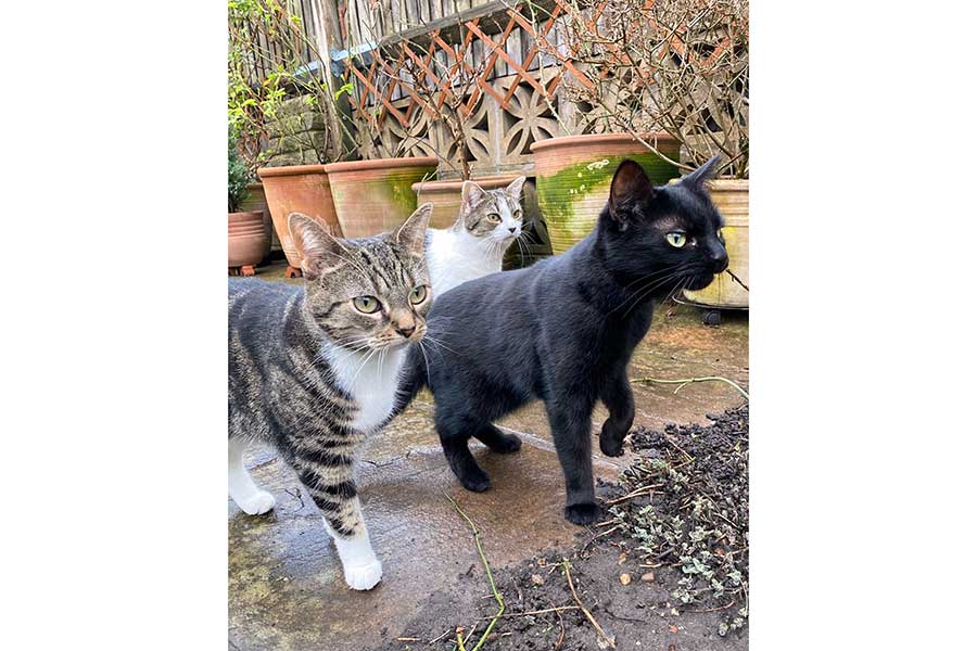 庭を散歩する（奥から時計回りに）クイニーちゃん、ルーシーちゃん、タビサちゃん【写真提供：白田あや（@shirataaya）さん】