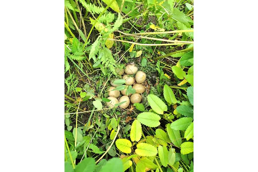 刈り残された場所には鴨の卵が…【写真提供：パフまりこ　たぬき社/稲作本店（@farm1739）さん】