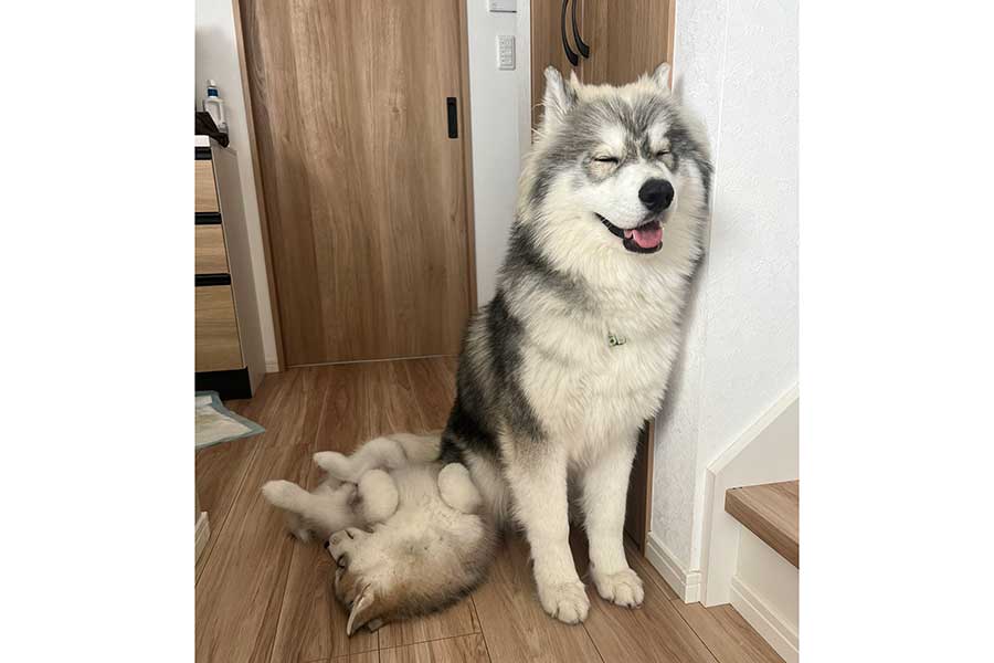 眠気を必死で我慢するしらすくん（右）と、ごろんと寝ているほたてくん【写真提供：しらすとほたて（@samosky_shirasu）さん】