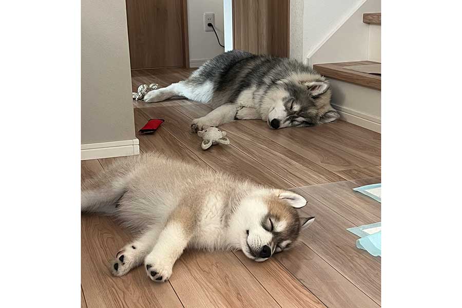 “充電切れ”の（奥から）しらすくんとほたてくん【写真提供：（@samosky_shirasu）さん】