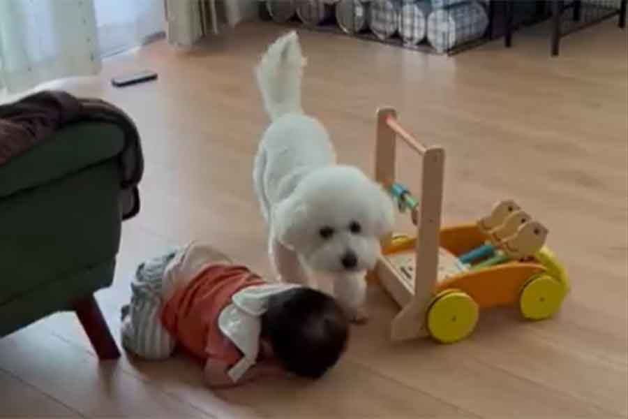 眠った娘さんの横を静かに通り過ぎるしらたきくん（スクリーンショット）