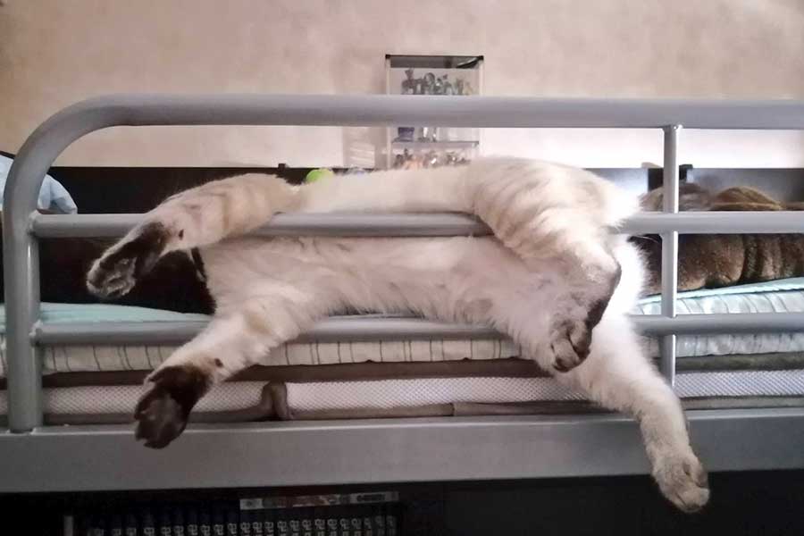 まるで人間のような姿で涼を取るつむぎちゃん【写真提供:こむぎなべ(@kmg_0702)さん】