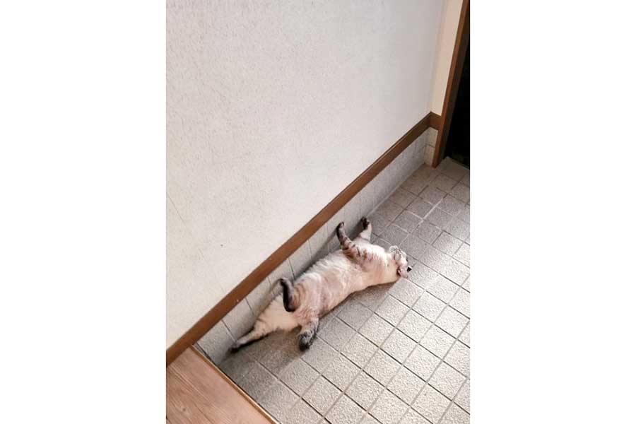 玄関床で涼むつむぎちゃん【写真提供:こむぎなべ(@kmg_0702)さん】