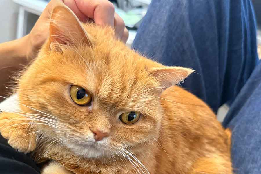 飼い主さんとまったりくつろぐねこ【写真提供：にゃむ（@nyamuchannel）さん】