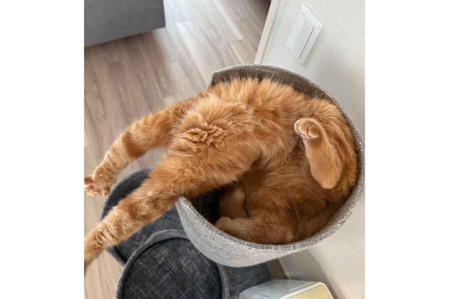 「どうしてこうなったの？」という体勢のにゃむちゃん【写真提供：にゃむ（@nyamuchannel）さん】