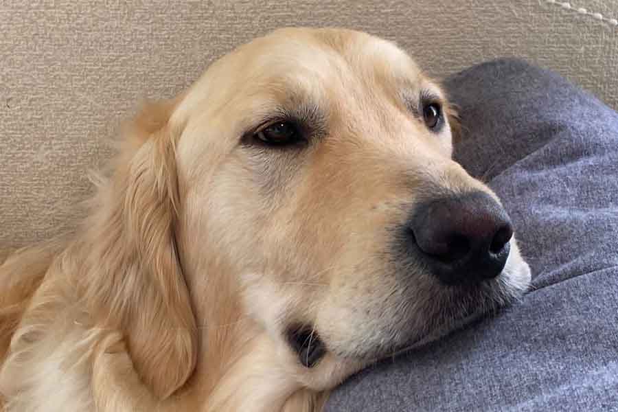 穏やかな表情を浮かべるゴールデンレトリーバー【写真提供:たびぼんボダ&ゴル(@tabitobon)さん】
