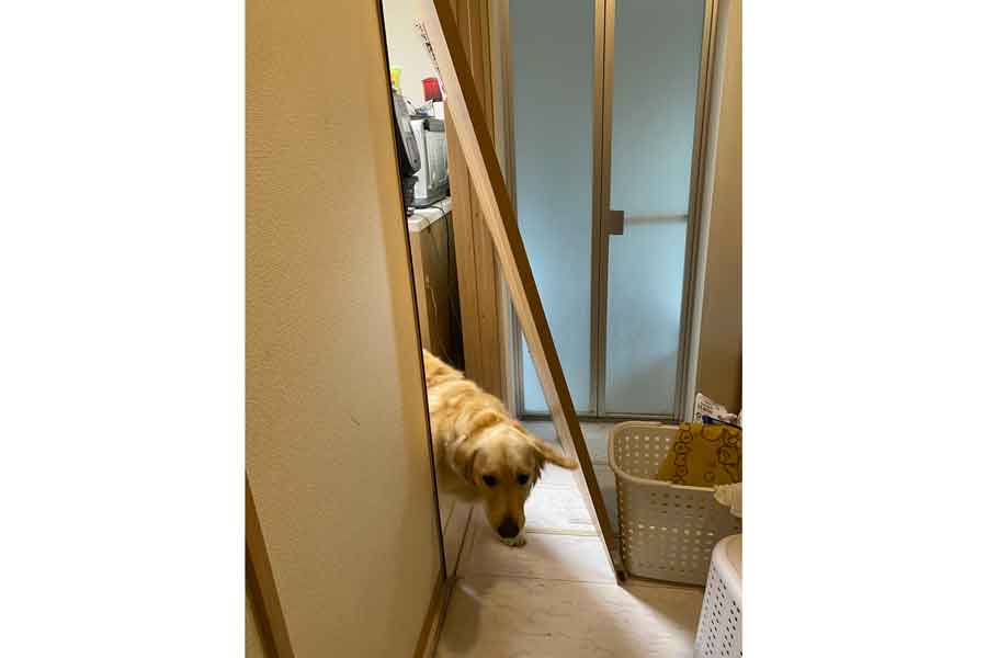 外れた引き戸の隙間から顔を覗かせるぼんくん【写真提供:たびぼんボダ&ゴル(@tabitobon)さん】