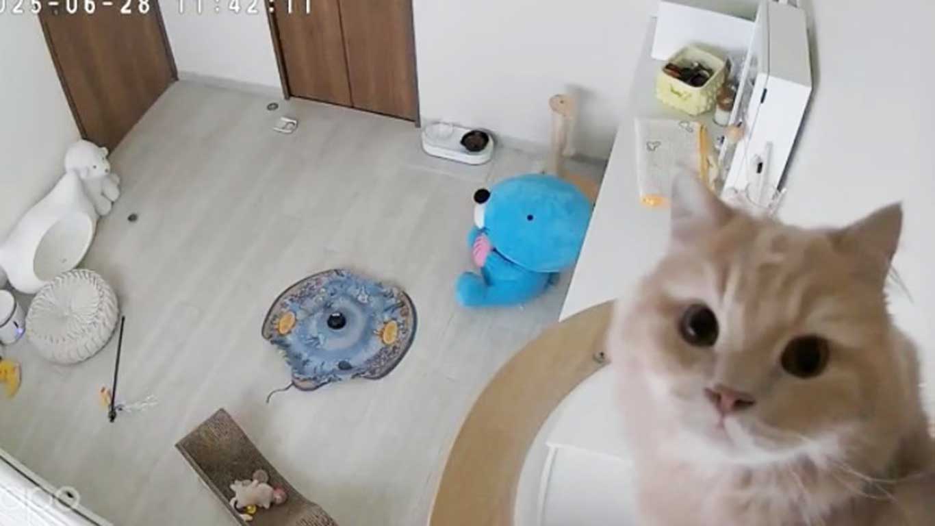 ペットカメラをじっと見つめるつきみくん（スクリーンショット）