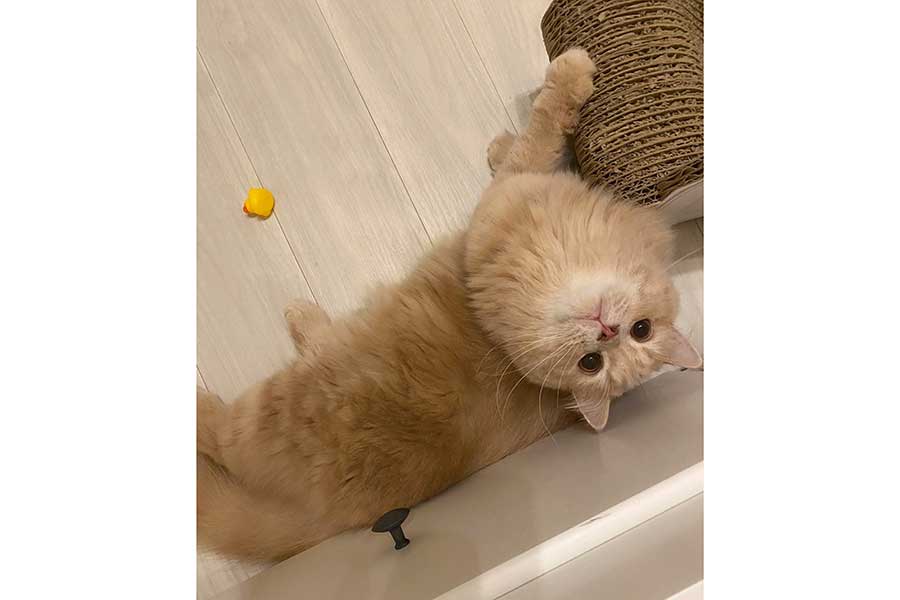 飼い主さんに呼ばれて振り向くつきみくん【写真提供：つきみねこ（@____tukimineko）さん】