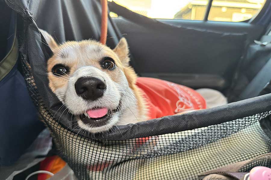 うきうきとした表情でドッグランに向かうコーギー【写真提供：まろ眉のコパン（@kopant17）さん】