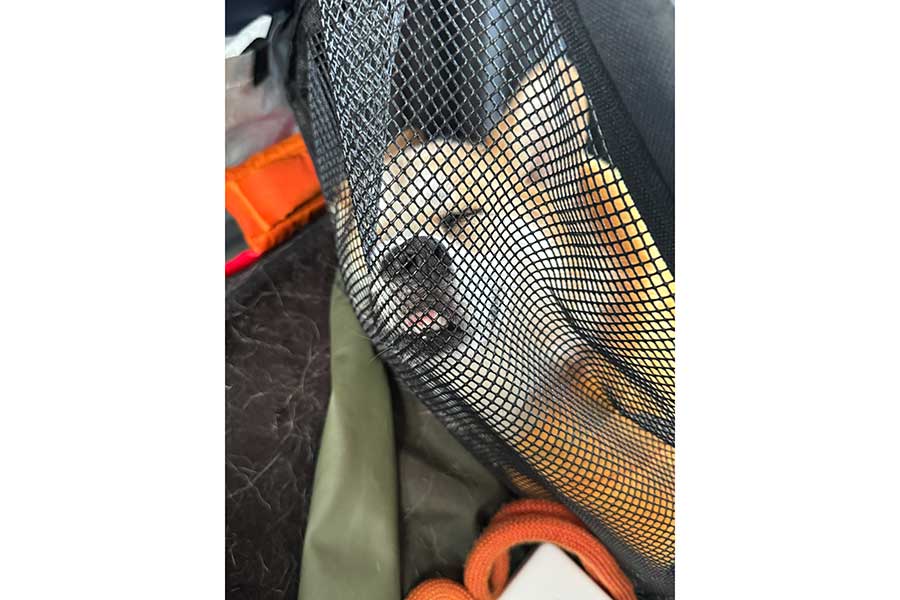 全力でドッグランを楽しんだコパンちゃん【写真提供：まろ眉のコパン（@kopant17）さん】