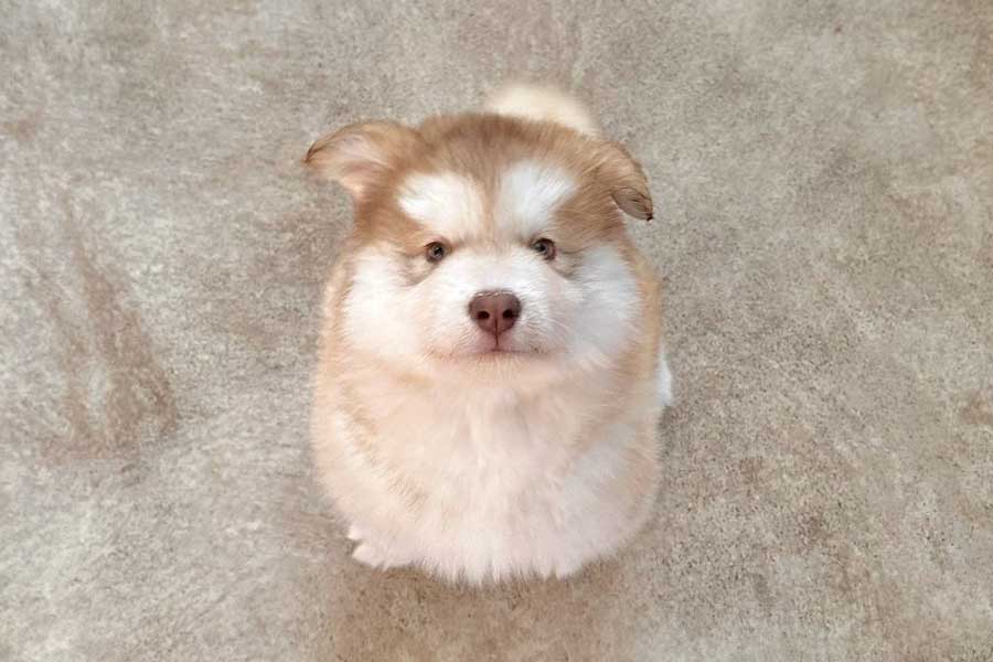 20250704_dog2_thumbnail_sns.jpg