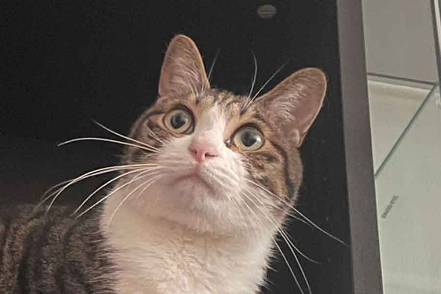 家の中にある狭い場所で過ごすねこ（スクリーンショット）