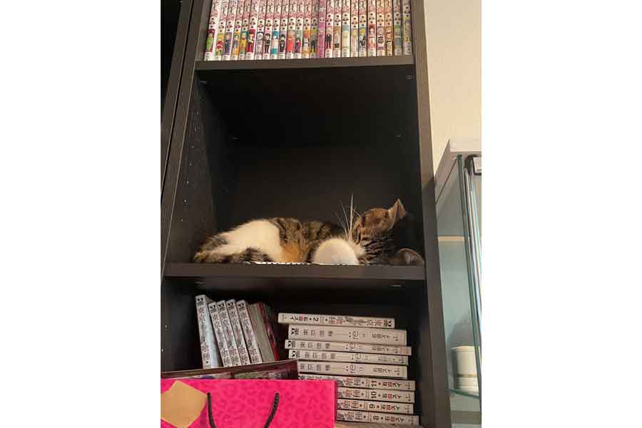 本棚の空いたスペースで気持ちよさそうに眠る定春くん【写真提供：保護猫の定春とエリザベス(@sadaeli_story_)さん】