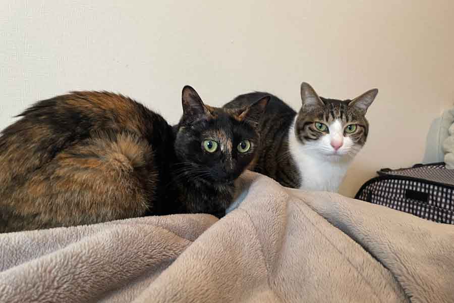 布団の上でくつろぐ(左から)エリザベスちゃんと定春くん【写真提供:保護猫の定春とエリザベス(@sadaeli_story_)さん】