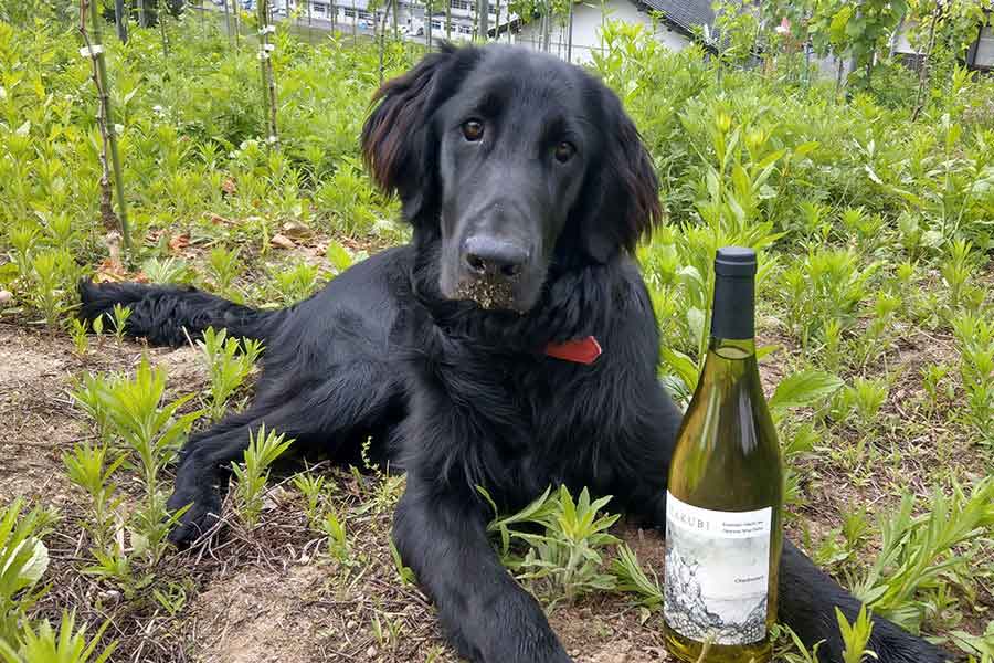 暑さが苦手で、涼しい場所を求めるいぬ【写真提供：Chinzeiためとも（@Chinzei81）さん】