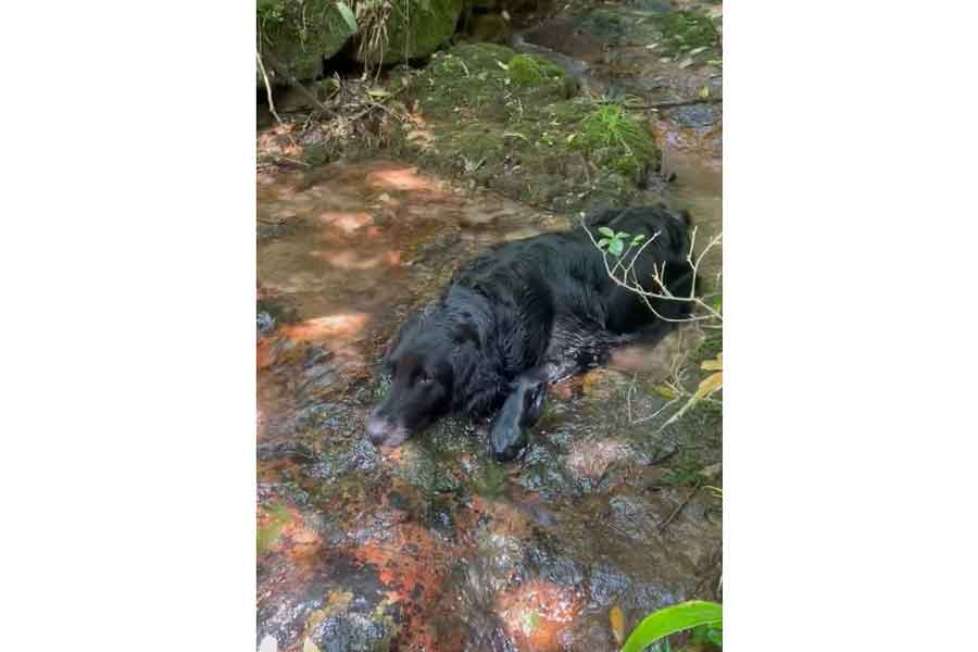 川に浸かって涼むためともくん【写真提供：Chinzeiためとも（@Chinzei81）さん】