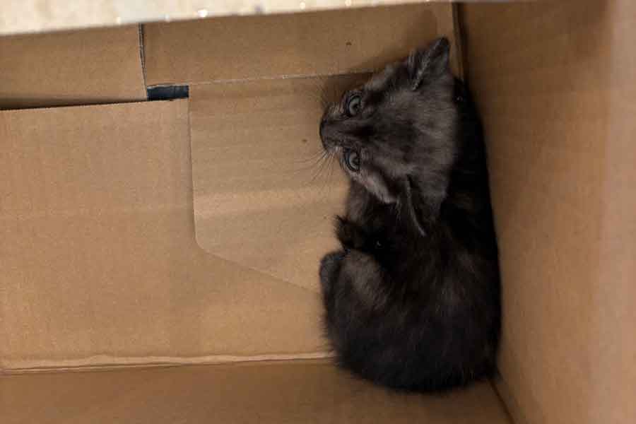 段ボール箱の隅で小さくうずくまる子ねこ【写真提供：れんげ（@8rjXhLaRHFwK9l2）さん】