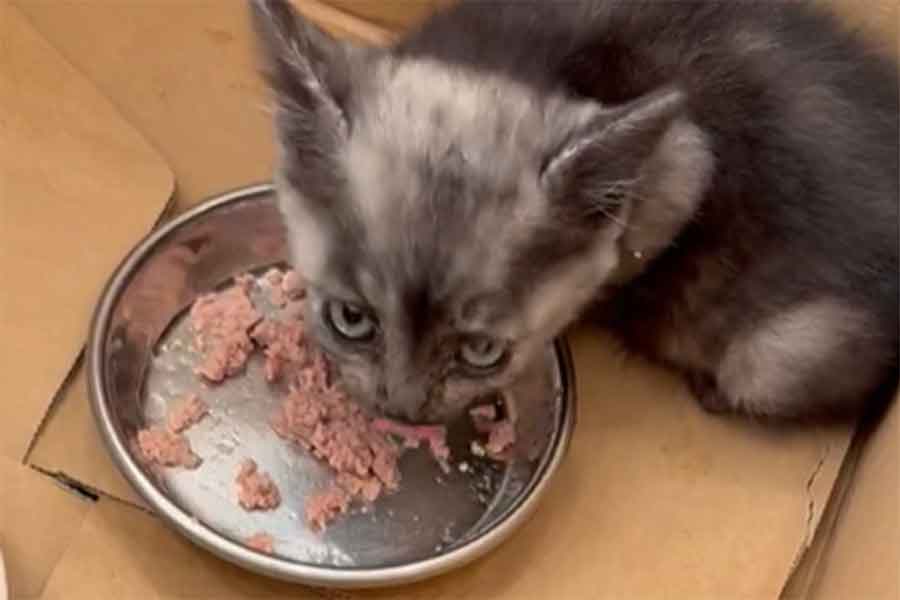 ゆっくりごはんを食べるヨーダちゃん（スクリーンショット）