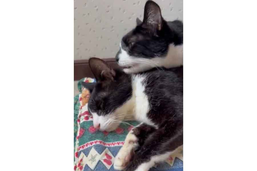 点滴中のはちべえくん（左）と、優しく看病するしずくちゃん（スクリーンショット）