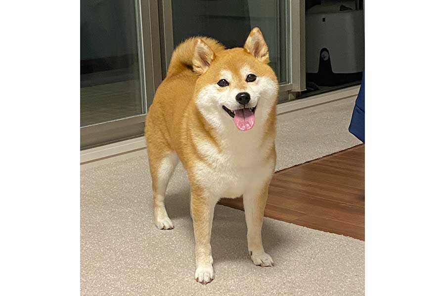 笑顔を見せるひるねちゃん【写真提供：柴犬ひるね（@ohirune190303）さん】