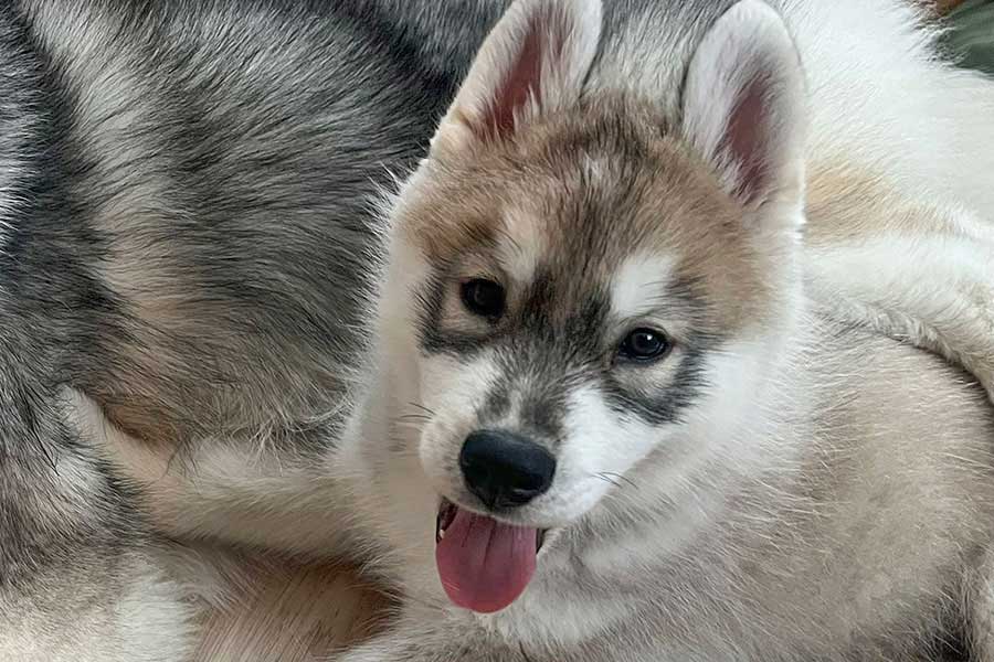 無邪気な表情がかわいらしい子いぬ【写真提供：しらすとほたて（@samosky_shirasu）さん】