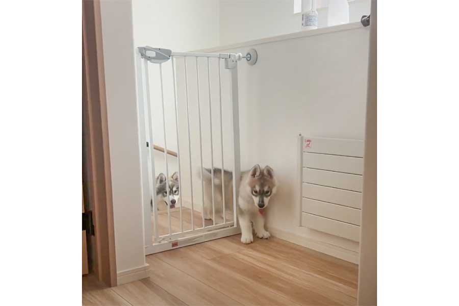 柵を通り抜けてしまうほたてくんと、後ろで見守るしらすくん（スクリーンショット）