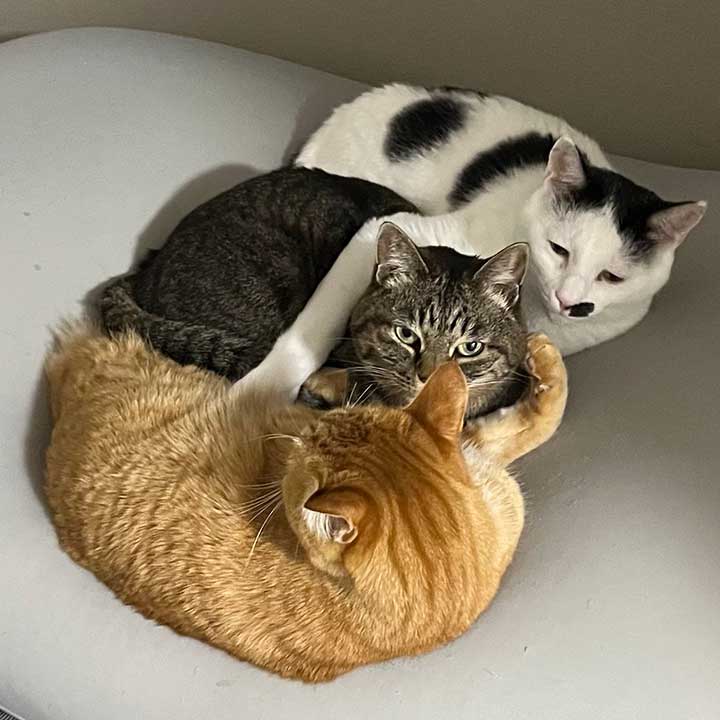 仲良く丸まっている（上から）うしくん、阿部ちゃん、原辰徳くん【写真提供：田滝ききき（@ttk3k）さん】