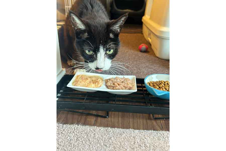 保護されて3日後には自分でごはんを食べられるようになったテンちゃん【写真提供：家猫と元庭猫の日記(@ieneko7nyans)さん】