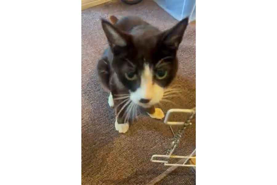 元気な様子でこちらを見つめるテンちゃん【写真提供：家猫と元庭猫の日記(@ieneko7nyans)さん】