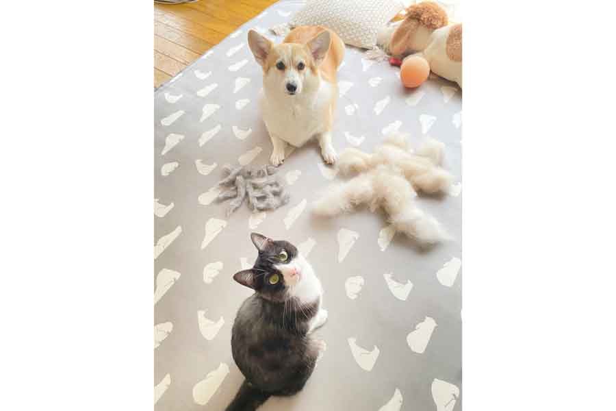 ブラッシングした毛を目の前にこちらを見つめる（手前から）ちくわぶちゃんとあんずちゃん【写真提供：ばななな（@Banana_corgi7）さん】