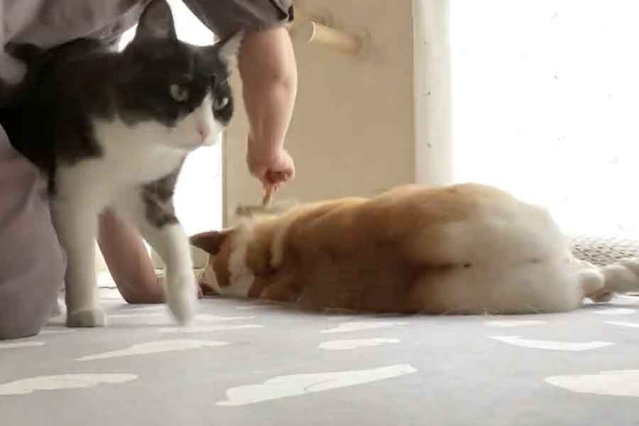 「やってやって」とあんずちゃんのブラッシング途中に割り込むちくわぶちゃん（スクリーンショット）