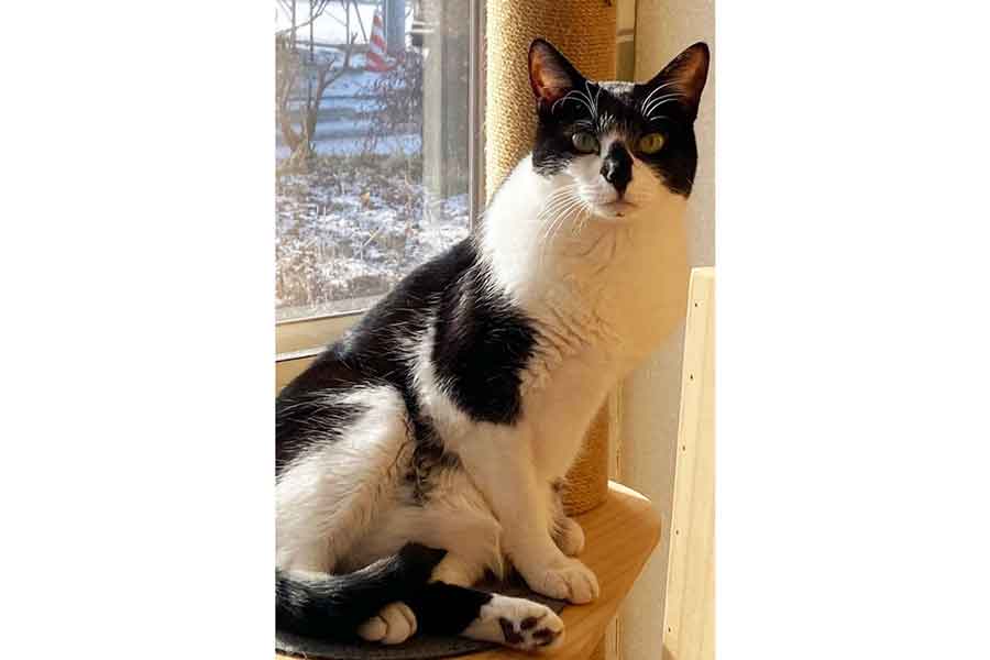 はちべえくんの闘病を支えたしずくちゃん【写真提供：ねっこ（@neko3_1bokuchan）さん】