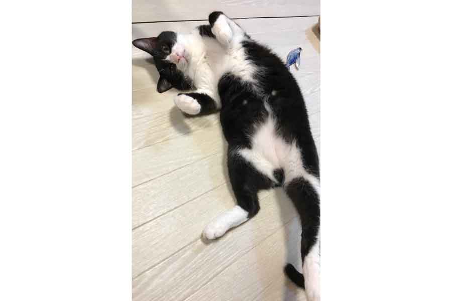 甘えるようなポーズがキュートなはちべえくん【写真提供:ねっこ(@neko3_1bokuchan)さん】