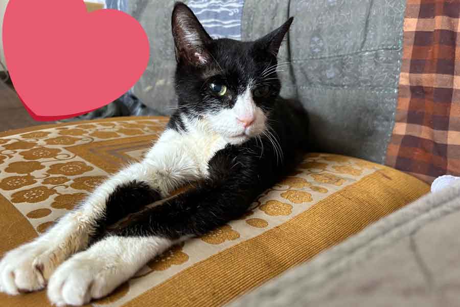 懸命に病気と闘ったはちべえくん【写真提供:ねっこ(@neko3_1bokuchan)さん】