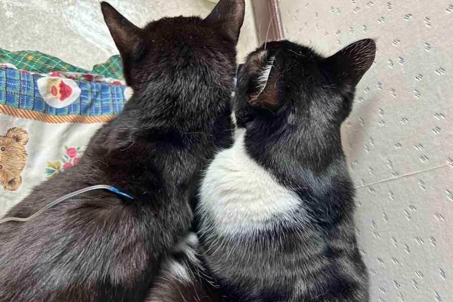 点滴中のはちべえくん（左）に寄り添うしずくちゃん【写真提供：ねっこ（@neko3_1bokuchan）さん】