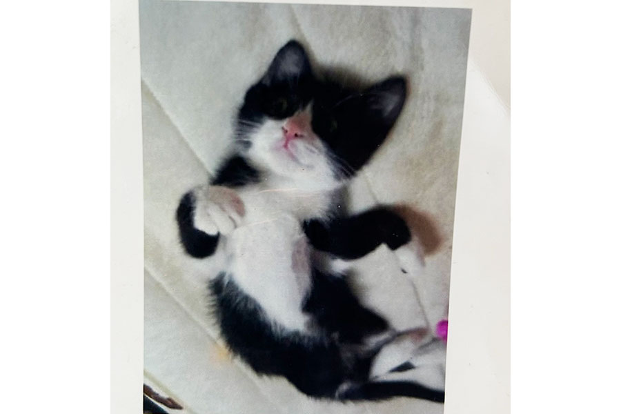 幼い頃の、とてもかわいらしいはちべえくん【写真提供：ねっこ（@neko3_1bokuchan）さん】