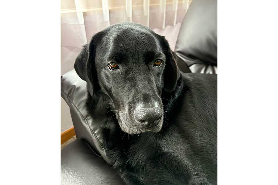 ツヤツヤの黒い毛並みが美しく、賢さが漂うビリーくん【写真提供：BILLIE@黒ラブのビリー（@Billie_blklab）さん】